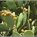 Ficudinni (Opuntia ficus-indica)