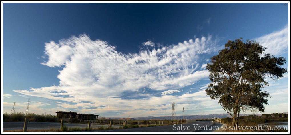 blogexport_salvo-ventura_tree-and-clouds_tree-and-clouds