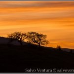 salvo-ventura_2015.02.15 Uvas county park_DSC_0810_Salvatore Ventura salvoventura.com.jpg