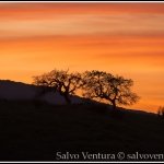 salvo-ventura_2015.02.15 Uvas county park_DSC_0841_Salvatore Ventura salvoventura.com.jpg