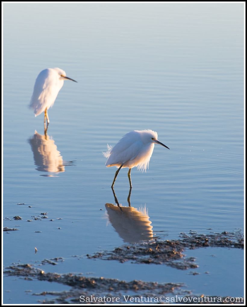 Birds at the Ravenswood Open Space Preserve