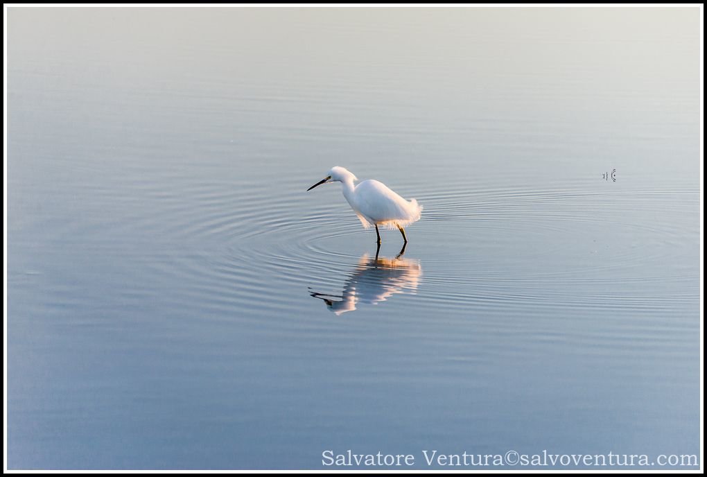 Birds at the Ravenswood Open Space Preserve