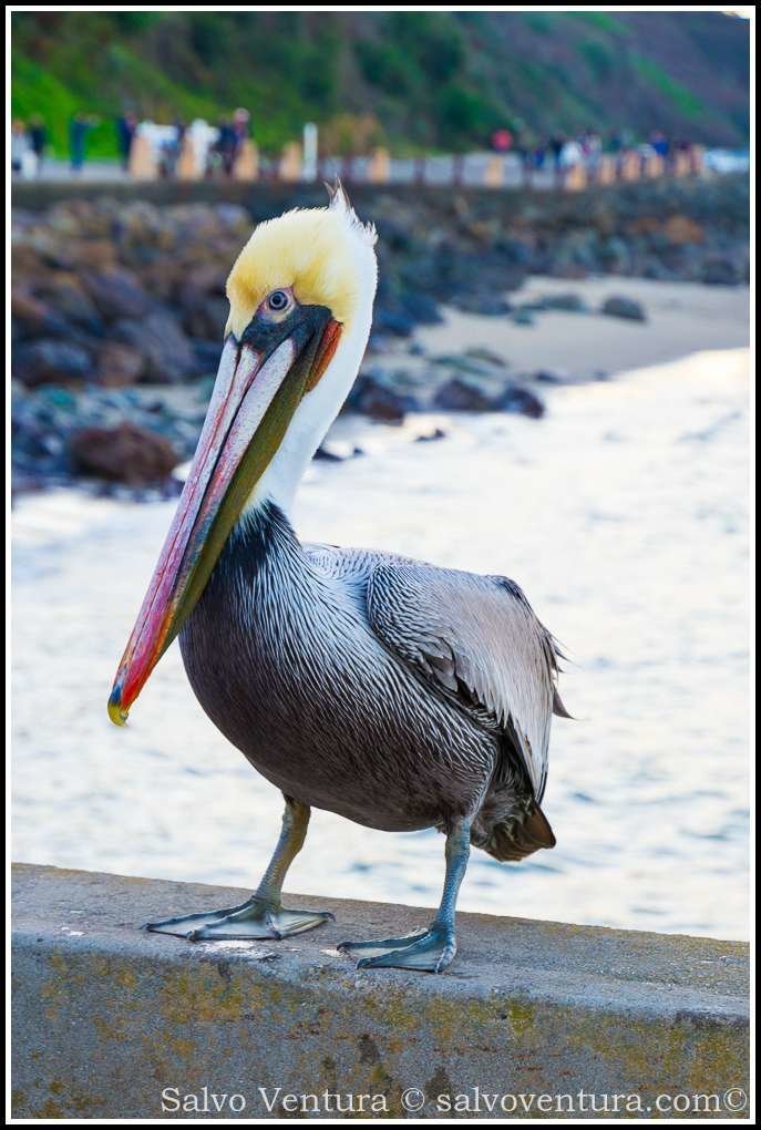 Pelican in San Francisco, Marina