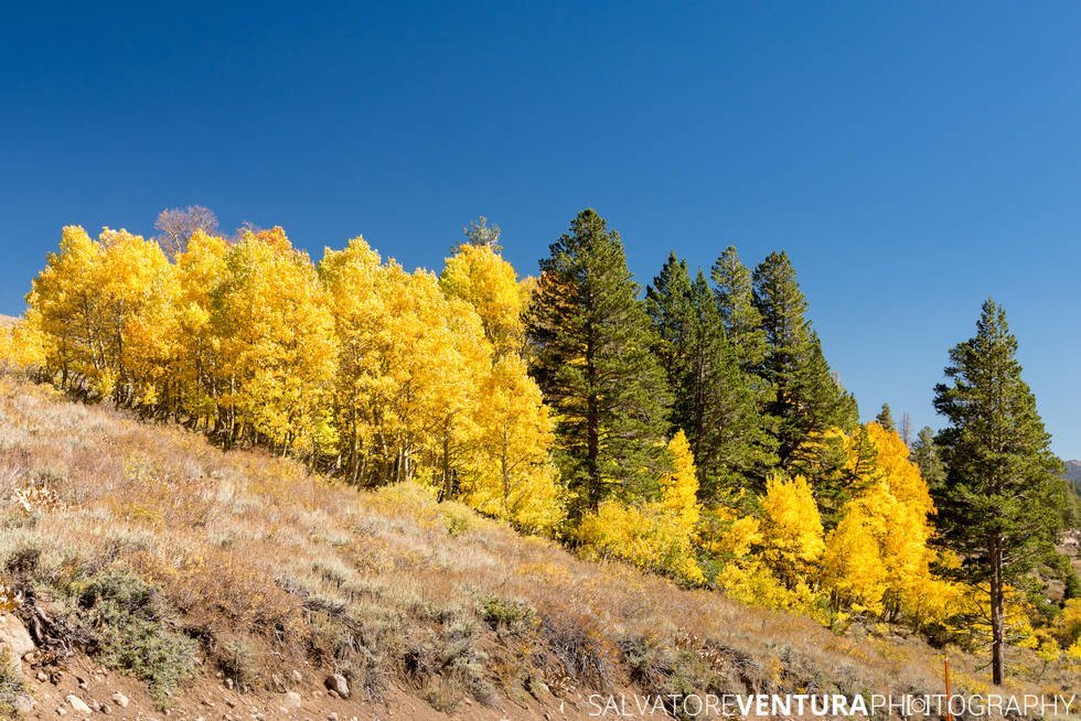 salvoventura_mono_county_fall_colors_DSC_3574