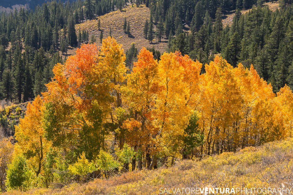 salvoventura_mono_county_fall_colors_DSC_3575