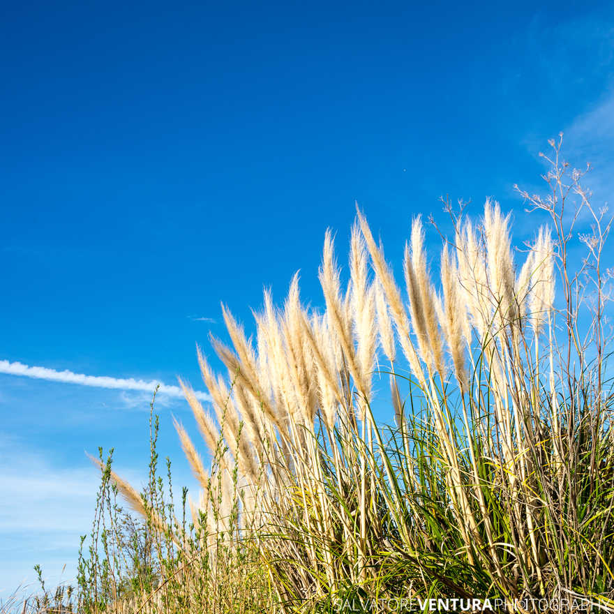 salvoventura_DSC_6368