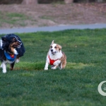 A corgi and a shepherd running in the park