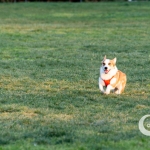 A corgi running to catch ball in the park