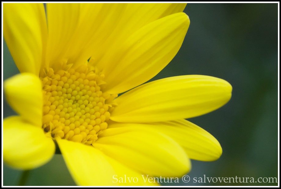 Macro photo of a yellow daisy